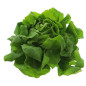 SALADE LAITUE VERTE GROSBUSCH 12PCS